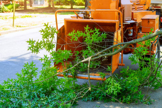 Tree Service Company in West Fairview, PA